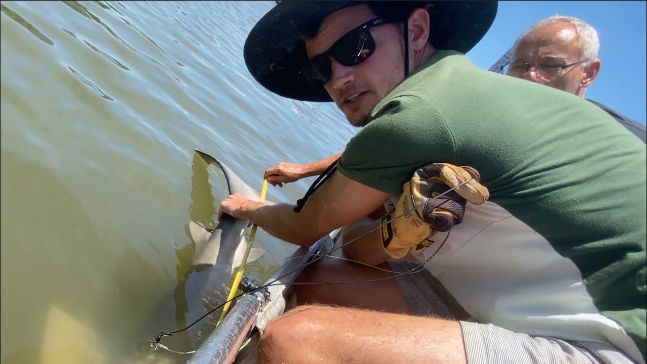 Brisbane River Bull Shark Challenge Part 3 - YouTube
