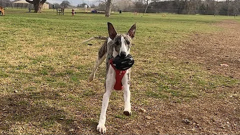 Whippet puppy fetch