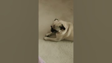 My pugs first pug loaf?