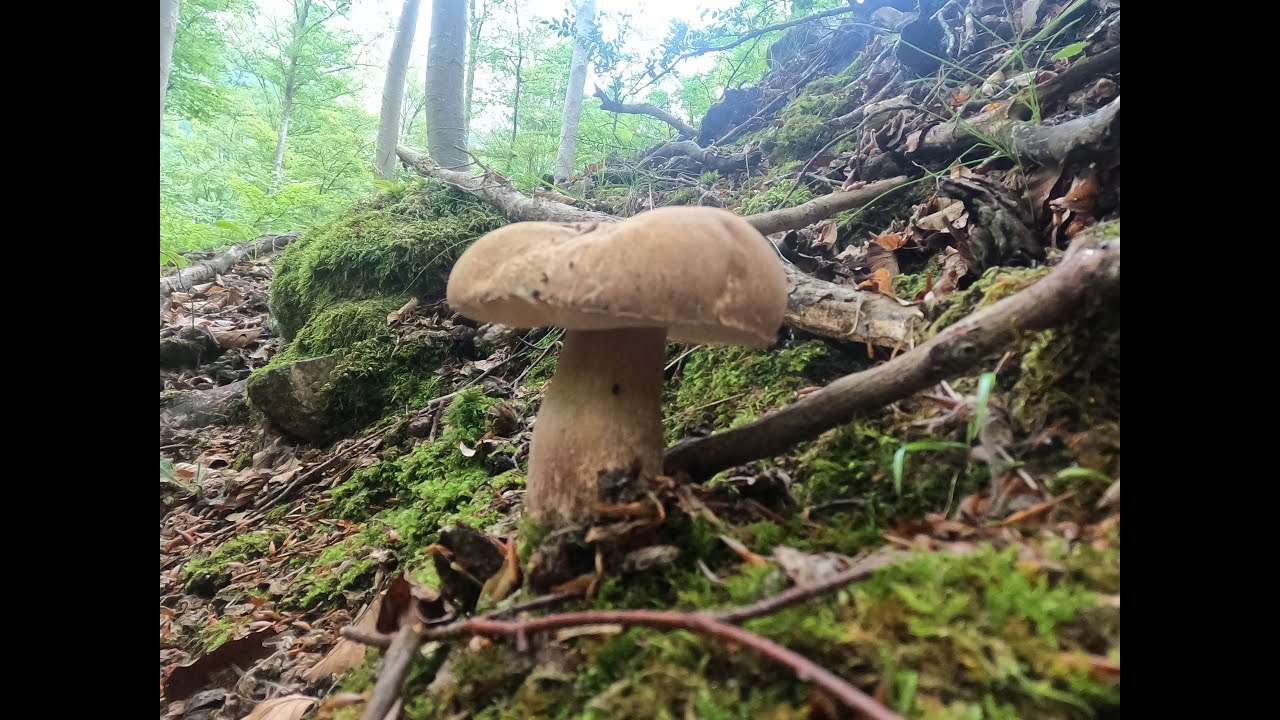 SETAS DE VERANO  BOLETUS Y REBOZUELOS