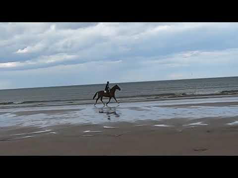 Druridge Bay Country Park. Zwiastun