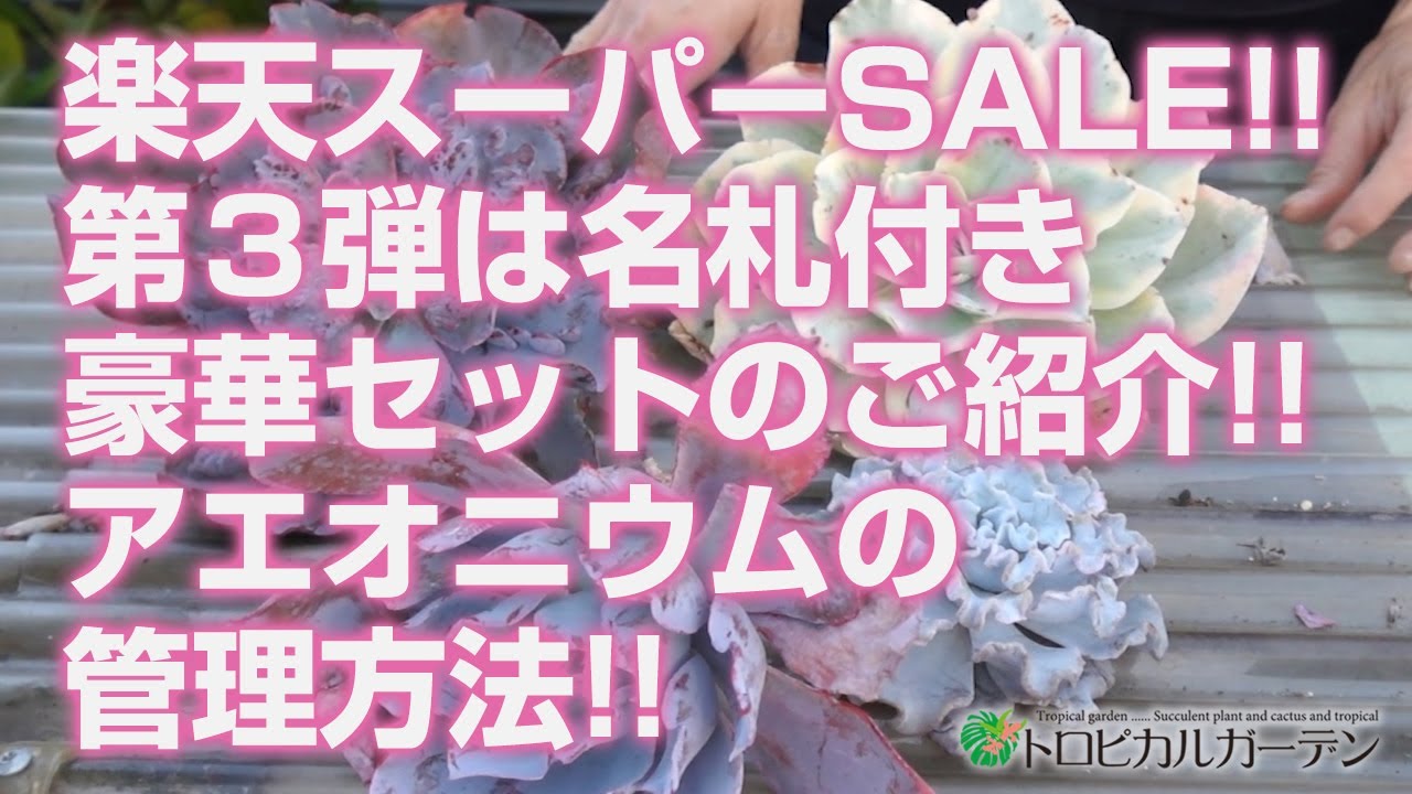 December 6th [Succulents] Rakuten Super Sale! The third