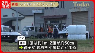 【クマ3頭“立てこもり”】現在も小屋にとどまる…周辺の警戒続く　秋田・美郷町