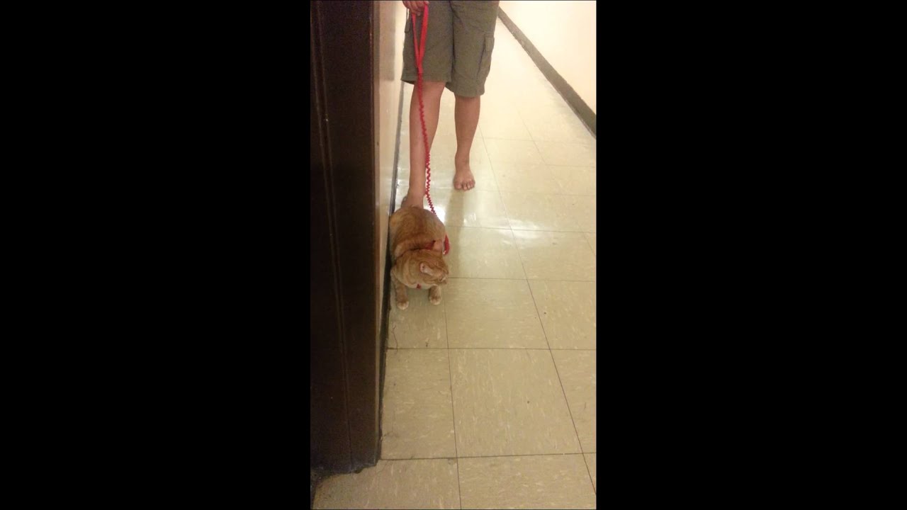 Cat hates leash. Petsafe cat leash - YouTube