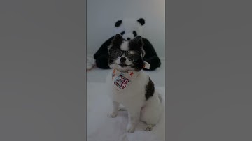 Thumbnail of Dogs can see colors! Huxley is here to share some facts 🎨 #learnwithme #pandapuppy #pandadog