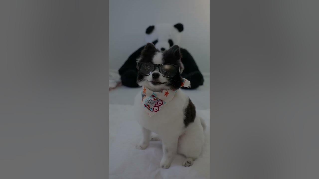 Dogs can see colors! Huxley is here to share some facts 🎨 #learnwithme #pandapuppy #pandadog
