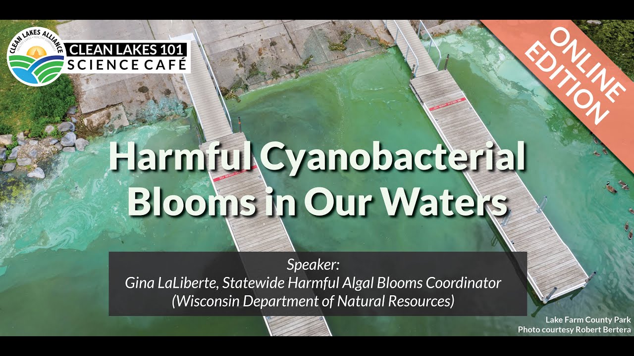 Cyanobacteria (Blue-Green Algae) - Clean Lakes Alliance