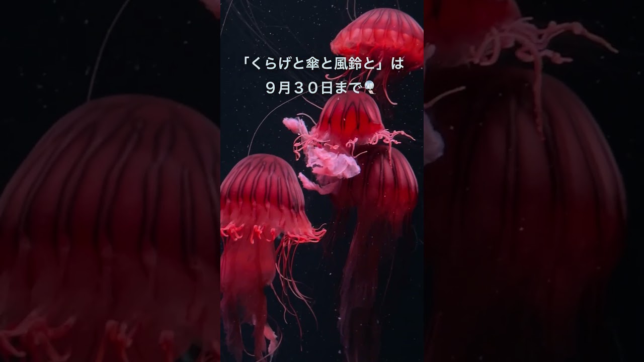 をををんくらげ YouTube
