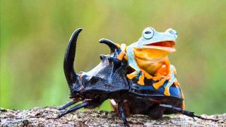 Photographer Captures World’s Tiniest Rodeo Frog Riding A Beetle