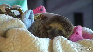 Rescued baby sloth Robin is such a curious little baby!  Recorded 01\/03\/23