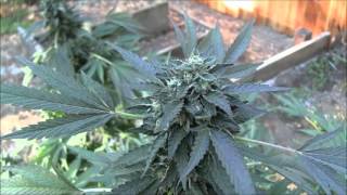 The Weed Nerd Episode #90Part3