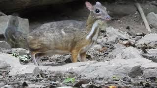 Kleine Kantjil / Lesser Mousedeer - Kaeng Krachan (Thailand) - 22/01/2026