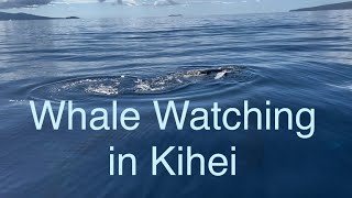 Best Whale watching in Kihei Maui 2024