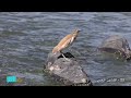 23 البلشون الذهبي شاطئ الجديليات Squacco Heron 23 البلشون الذهبي شاطئ الجديليات Squacco Heron