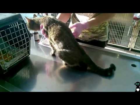 Video: Wie Wird Die Operation Für Katzen 