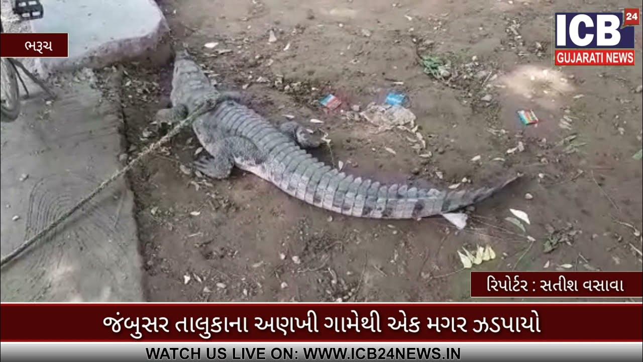 Bharuch Jambusar na ankhi gam ma thi mahar pakdayo ICB24 NEWS