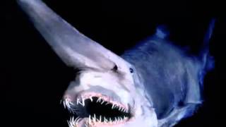 Goblin shark Fast Facts by Dog Planet 6,100 views 8 years ago 1 minute, 25 seconds
