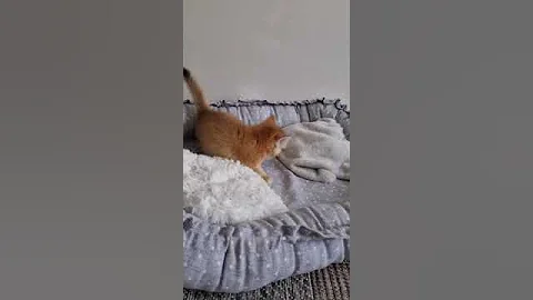 Watch the video about Cute munchkin cat 🥰 #cat #munchkincat #kitten #meow #cute #munchkin #catlover #meowed #pets