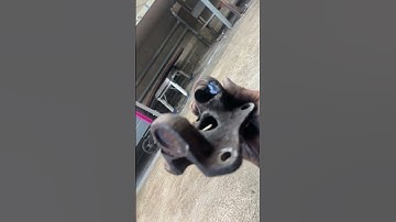 Drive shaft and transfer case explosion #shorts