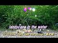 2026/5/22 landscape in the water #ブラックタイガービーシュリンプ #黒太極 #アクアリウム #aquarium aquarium #癒し #healing