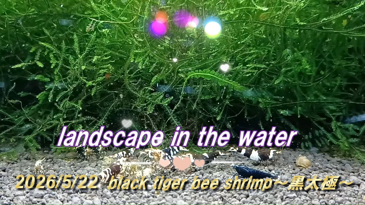 2026/5/22 landscape in the water #ブラックタイガービーシュリンプ #黒太極 #アクアリウム #aquarium aquarium #癒し #healing