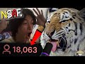 NSAF OVA: The Jaguar's Streamer Impression