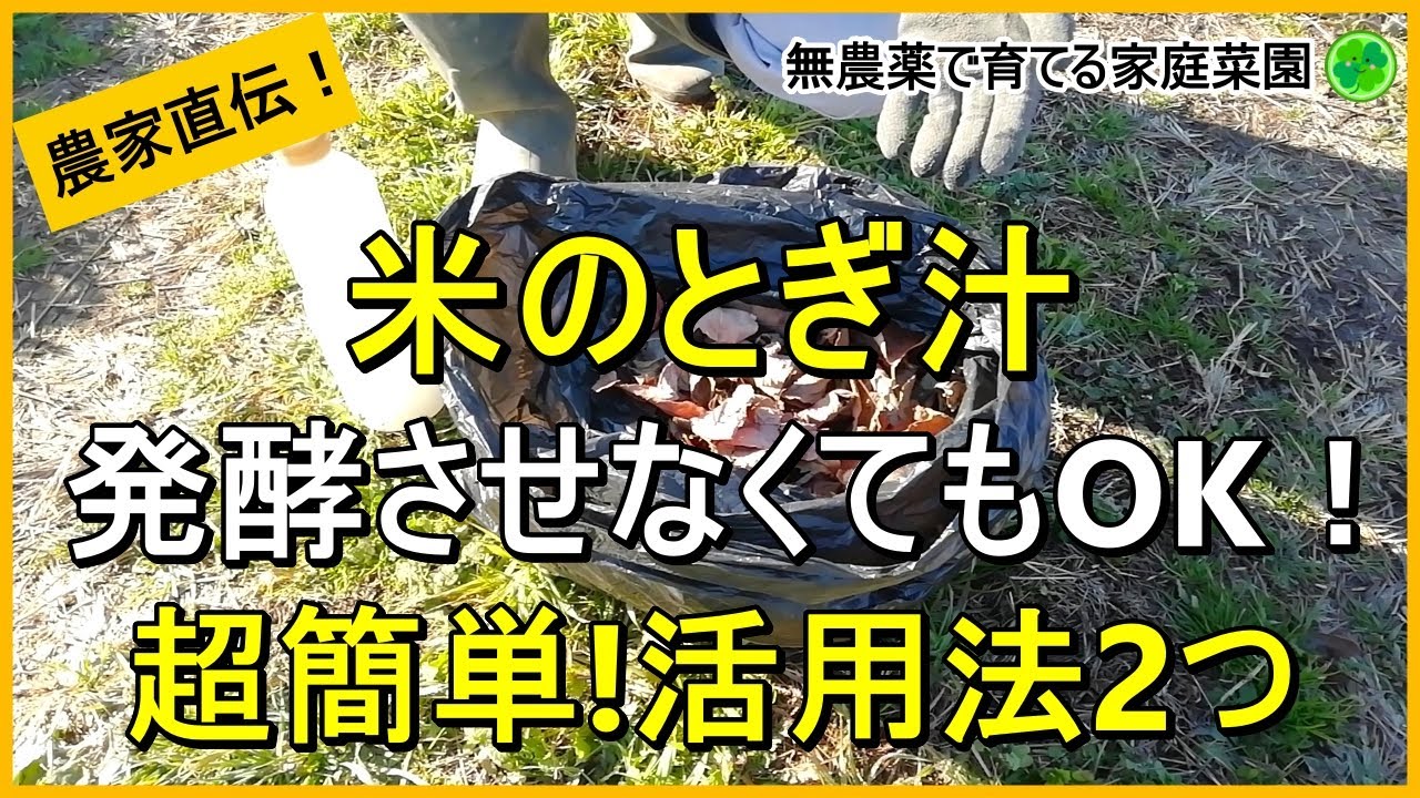 【米のとぎ汁】そのまま撒くだけ！誰でも簡単活用法2つ【有機農家直伝！無農薬で育てる家庭菜園】　23/12/30