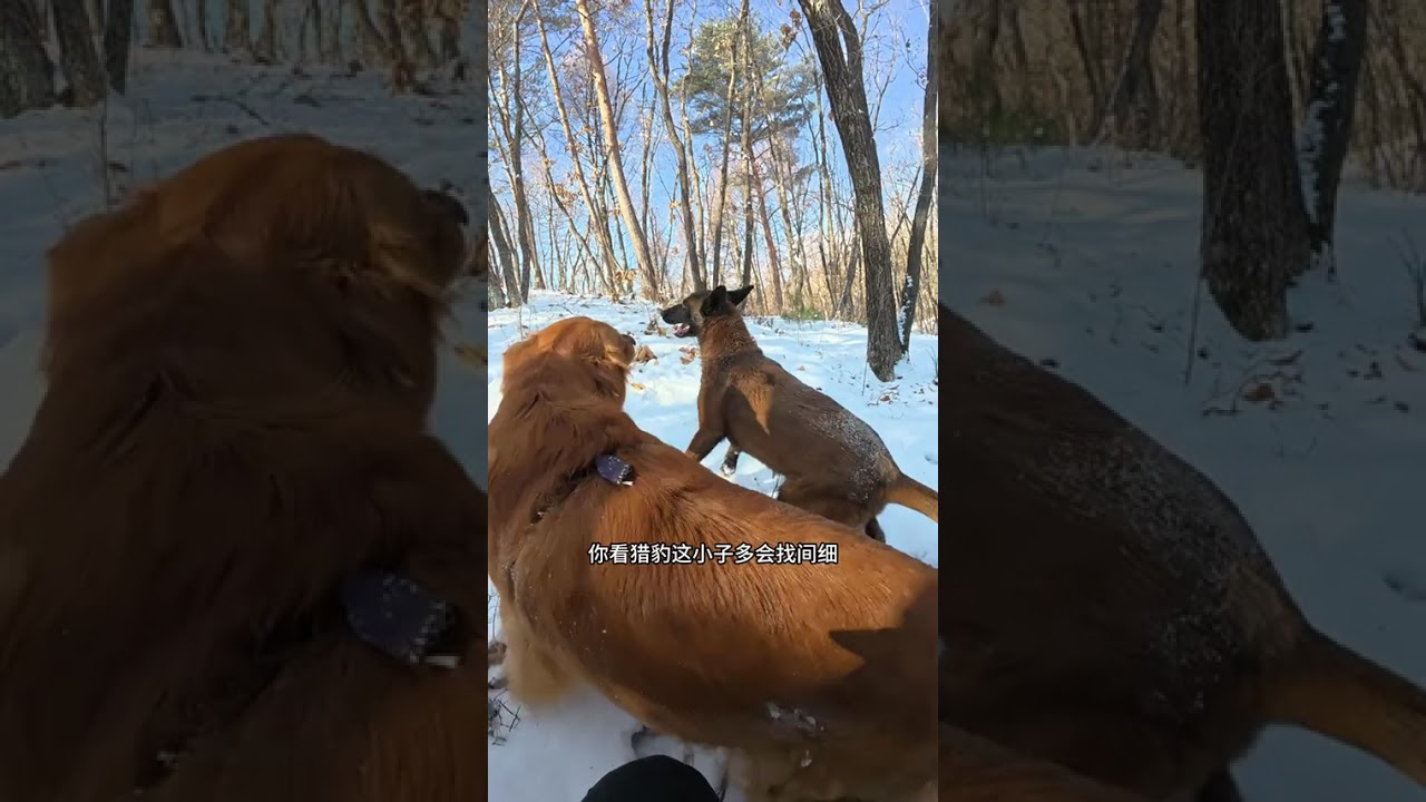 Have a happy mountain tour with the little dog