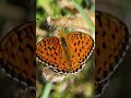Fun with Macro Photography