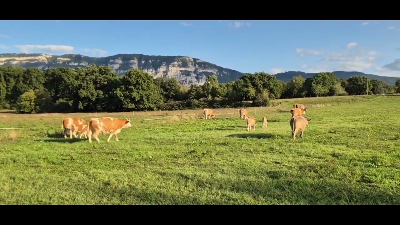 VLOG/ « Comme un parfum de pâturage au Bachet-de-Pesay »