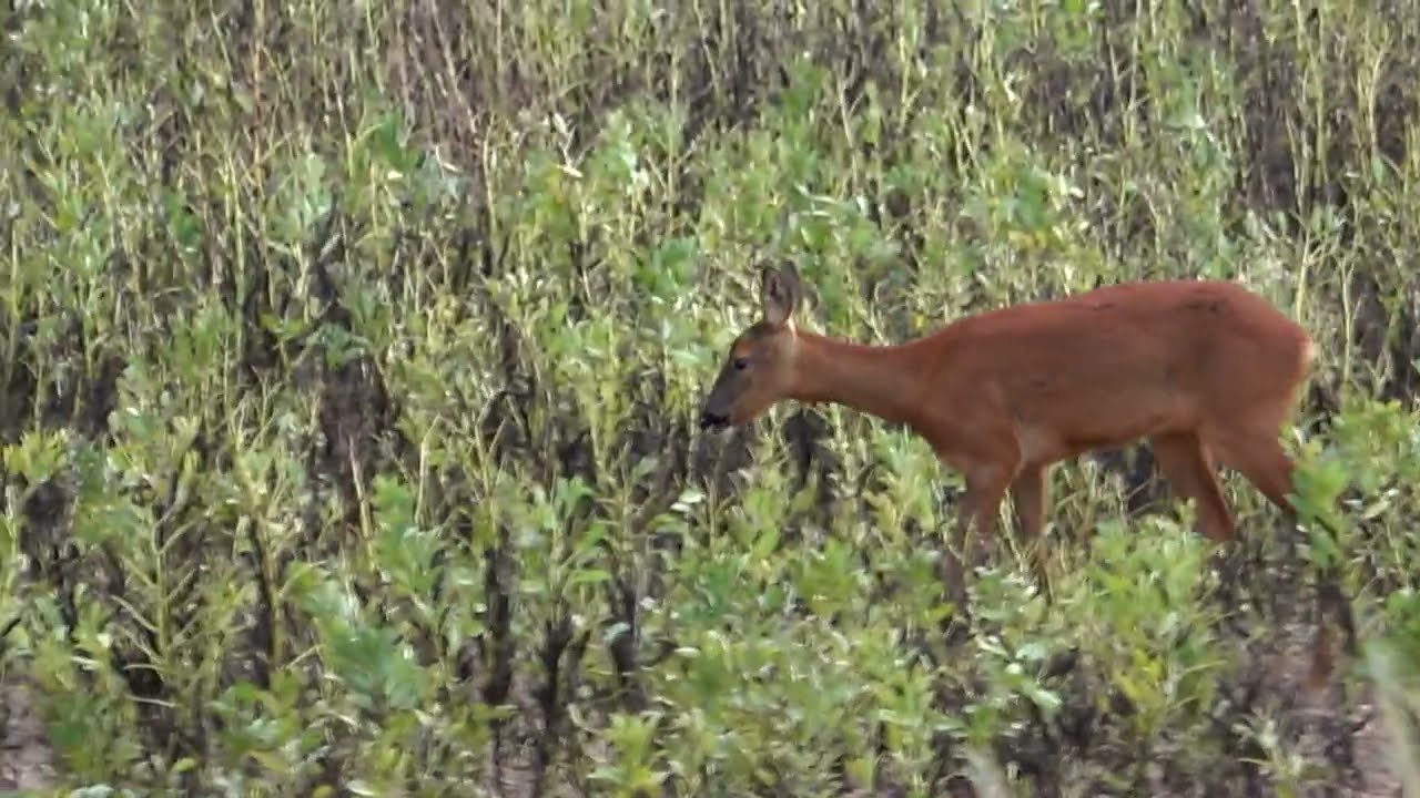 This Roebuck needs a rest