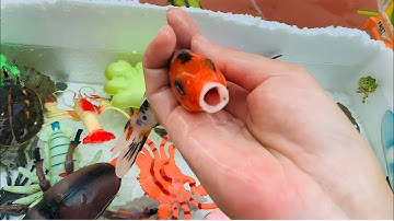 Vui học cùng bé- giải cứu cá coi, con cua, con rùa, và các con vật đáng yêu