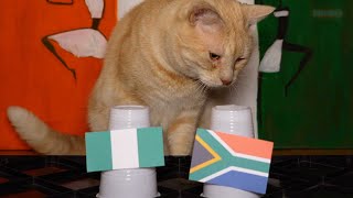 Nigeria Vs South Africa - Cats Africa Cup of Nations 2024 Semifinal Prediction