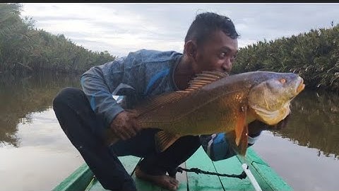 TIDAK TERDUGA DAPAT IKAN"" SULTAN"" SAAT MANCING UDANG GALAH MALAM HARI PART 1