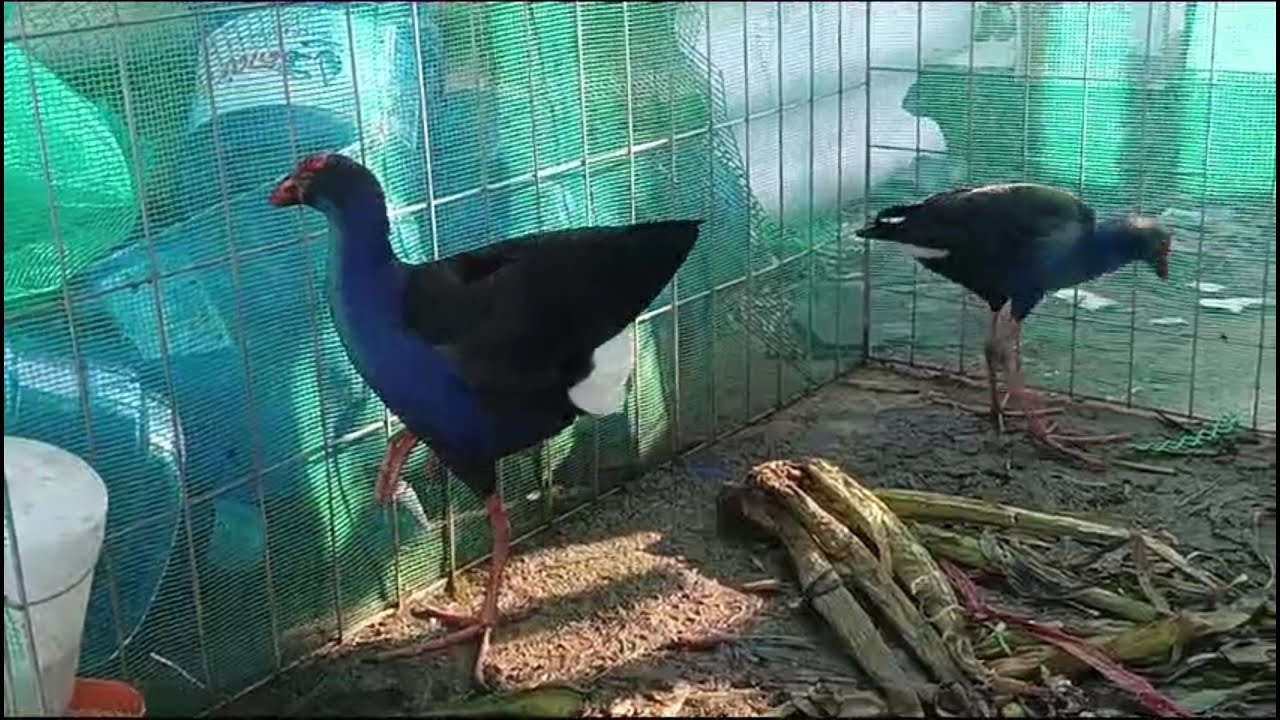 Khởi nghiệp nuôi chim Trích Cồ giống Cần Thơ | Định Youtube. Zalo 0964604022