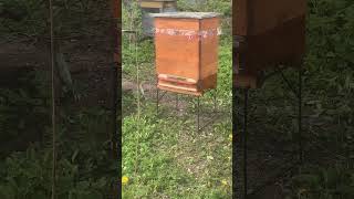 Ранні травневі відводки|Карніка|Вулик український багатокорпусний #beekeeper #honeybee #bee #carnica
