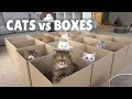 Cats vs Boxes | Kittisaurus