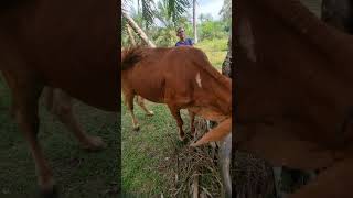 Inject antibiotik pada sapi menyusui #animals #shorts #sapi