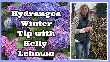 HYDRANGEA WINTERIZATION TIP - KELLY LEHMAN