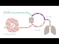 Why do hypoxic gas mixtures develop during low flow anesthesia