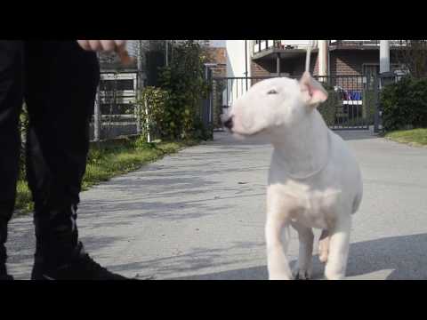 Kuedon Arc Hunter at age of 5 months (bull terrier puppy)