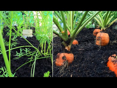 Video: Grow Carrot Tops: Anbau von Karotten aus Carrot Tops