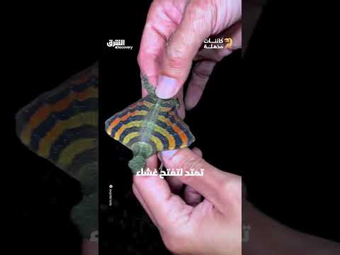 التنين الطائر: سحلية دراكو وقدرتها الفريدة على الطيران