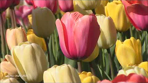 Rosetta McClain Gardens; Toronto, Ontario, Canada