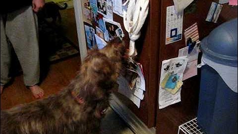 Bella vs refrigerator