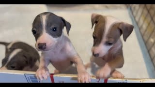 italian greyhound puppies 5 weeks