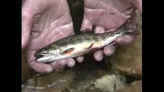Casting approach: Tight brush