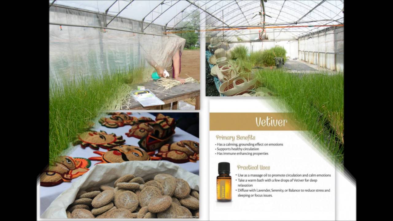 CSIR-NISTADS Mission Carbon : Black to Green with Vetiver