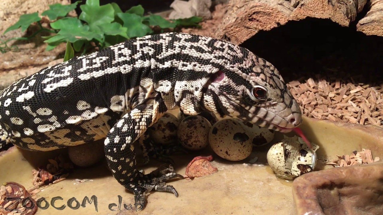 Черно-белые тегу. Гипно ящерицы едят яйца. - YouTube
