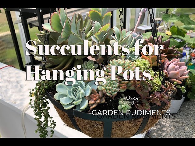succulent houseplant Cotyledon Papillaris Choco Line main image 0